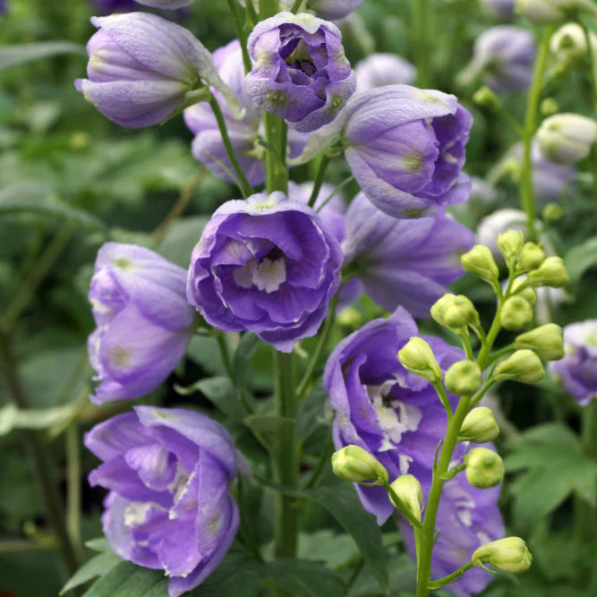 Delphinium Lavendel Blumensamen zur Aussaat – ideal Rabatten – Traditionssorte & ohne Gentechnik Samen Hausgarten