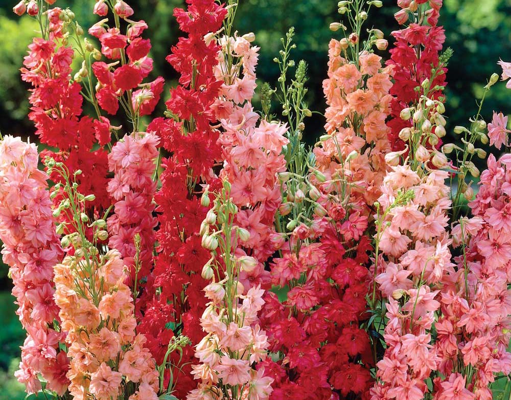 Delphinium Blumensamen zur Aussaat – Landhaus Garten wichtig – Traditionssorte & ohne Gentechnik Samen Hausgarten