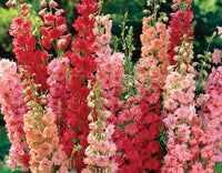 Delphinium Blumensamen zur Aussaat – Landhaus Garten wichtig – Traditionssorte & ohne Gentechnik Samen Hausgarten