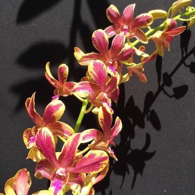 Braun Dendrobium Blumensamen zur Aussaat Halbschatten verträglich Traditionssorte & ohne Gentechnik Samen Hausgarten
