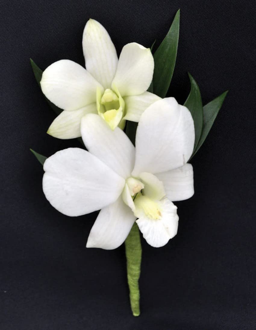 Non gmo weiß dendrobium orchid samen