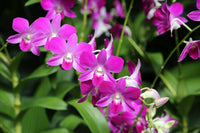 Multi-Colored Dendrobium Blumensamen zur Aussaat – pflegeleicht – Traditionssorte & ohne Gentechnik Samen Hausgarten
