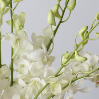 Weiß orchid dendrobium flowering samen