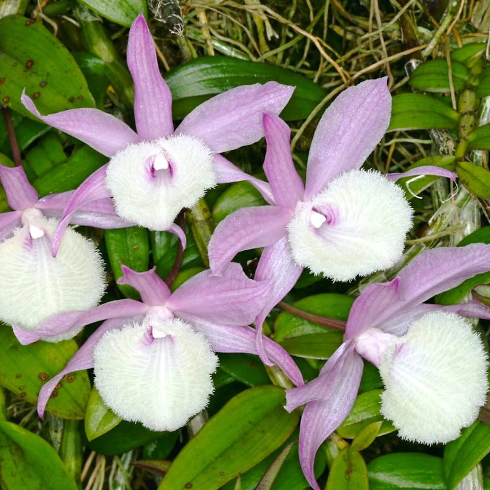 Dendrobium Aphyllum Blumensamen zur Aussaat lang Blüte Saison Traditionssorte & ohne Gentechnik Samen Hausgarten
