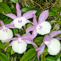 Dendrobium Aphyllum Blumensamen zur Aussaat lang Blüte Saison Traditionssorte & ohne Gentechnik Samen Hausgarten