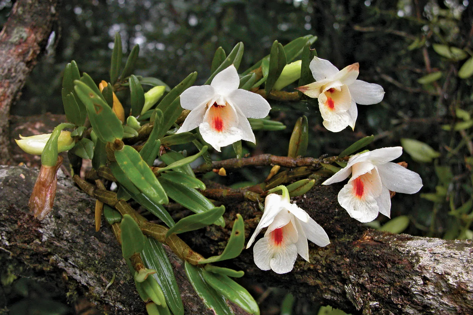Multi-Colored Dendrobium Blumensamen zur Aussaat – pflegeleicht – Traditionssorte & ohne Gentechnik Samen Hausgarten