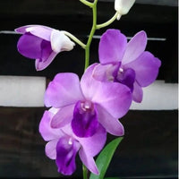Himmelblau Dendrobium Blumensamen zur Aussaat lang Blüte Saison Traditionssorte & ohne Gentechnik Samen Hausgarten