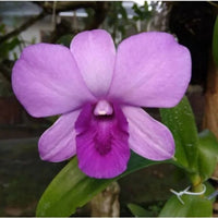 Himmelblau Dendrobium Blumensamen zur Aussaat lang Blüte Saison Traditionssorte & ohne Gentechnik Samen Hausgarten