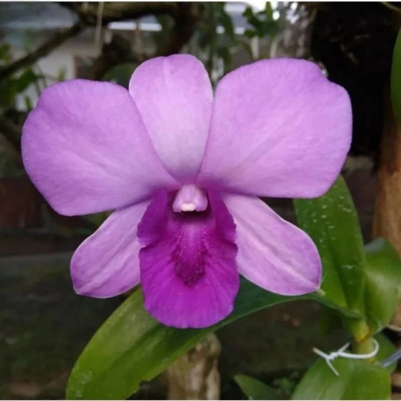 Himmelblau Dendrobium Blumensamen zur Aussaat lang Blüte Saison Traditionssorte & ohne Gentechnik Samen Hausgarten