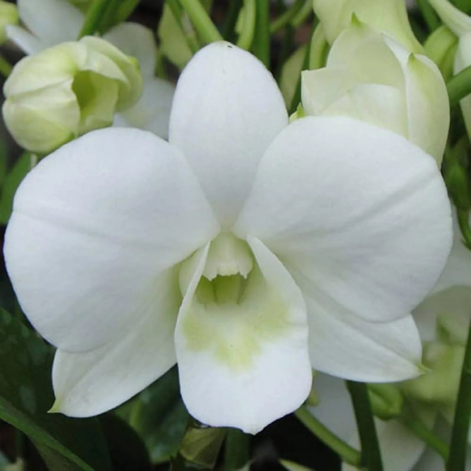 Schmetterlingsorchidee orchids Blumen Aussaat Blumensamen zur Aussaat lang Blüte Saison Traditionssorte & ohne Gentechnik Samen Hausgarten