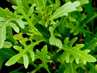 Green Rocket Salad Gemüsesamen für einfache Aussaat