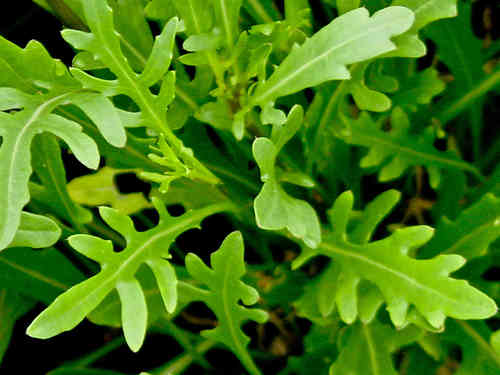 Green Rocket Salad Gemüsesamen für einfache Aussaat