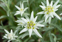 Weiß Edelweiss Blumensamen zur Aussaat Halbschatten verträglich Traditionssorte & ohne Gentechnik Samen Hausgarten