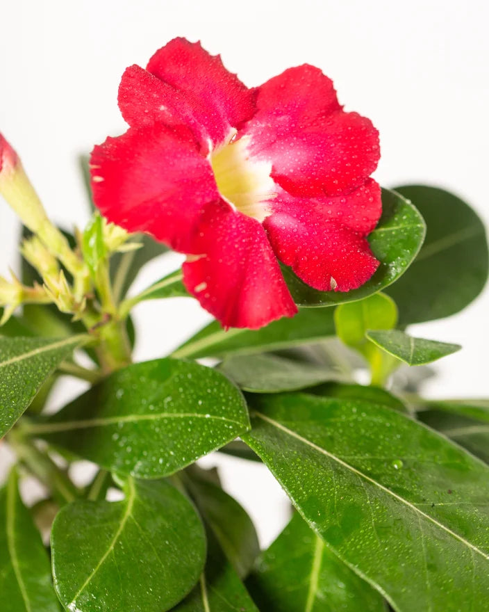 Rosa Wüstenrose Blumensamen zur Aussaat pflegeleicht Traditionssorte & ohne Gentechnik Samen Hausgarten