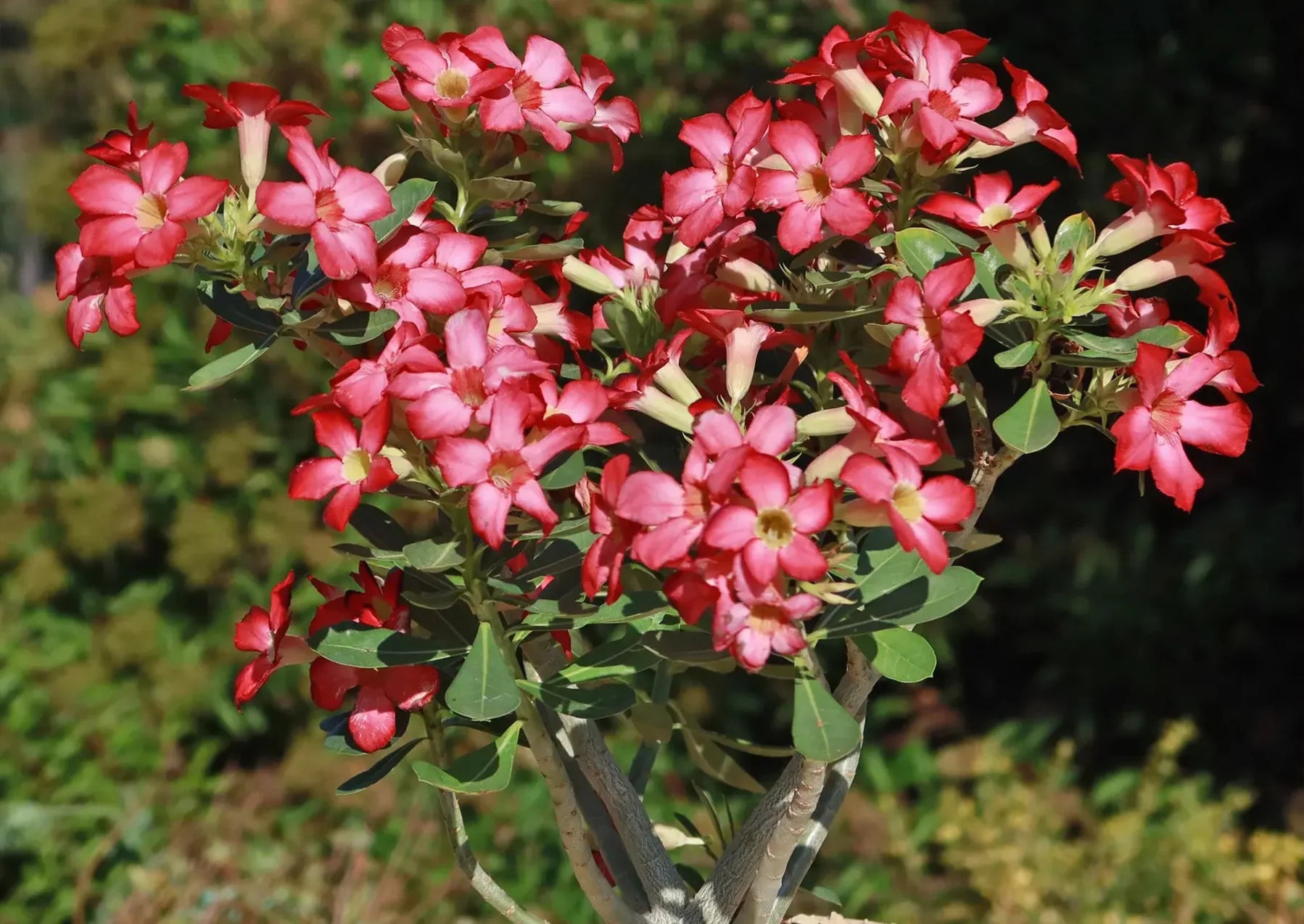 Wüstenrose Samen zur Aussaat Anzucht Desert Rose Blumen at Haus
