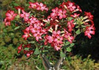 Wüstenrose Samen zur Aussaat Anzucht Desert Rose Blumen at Haus