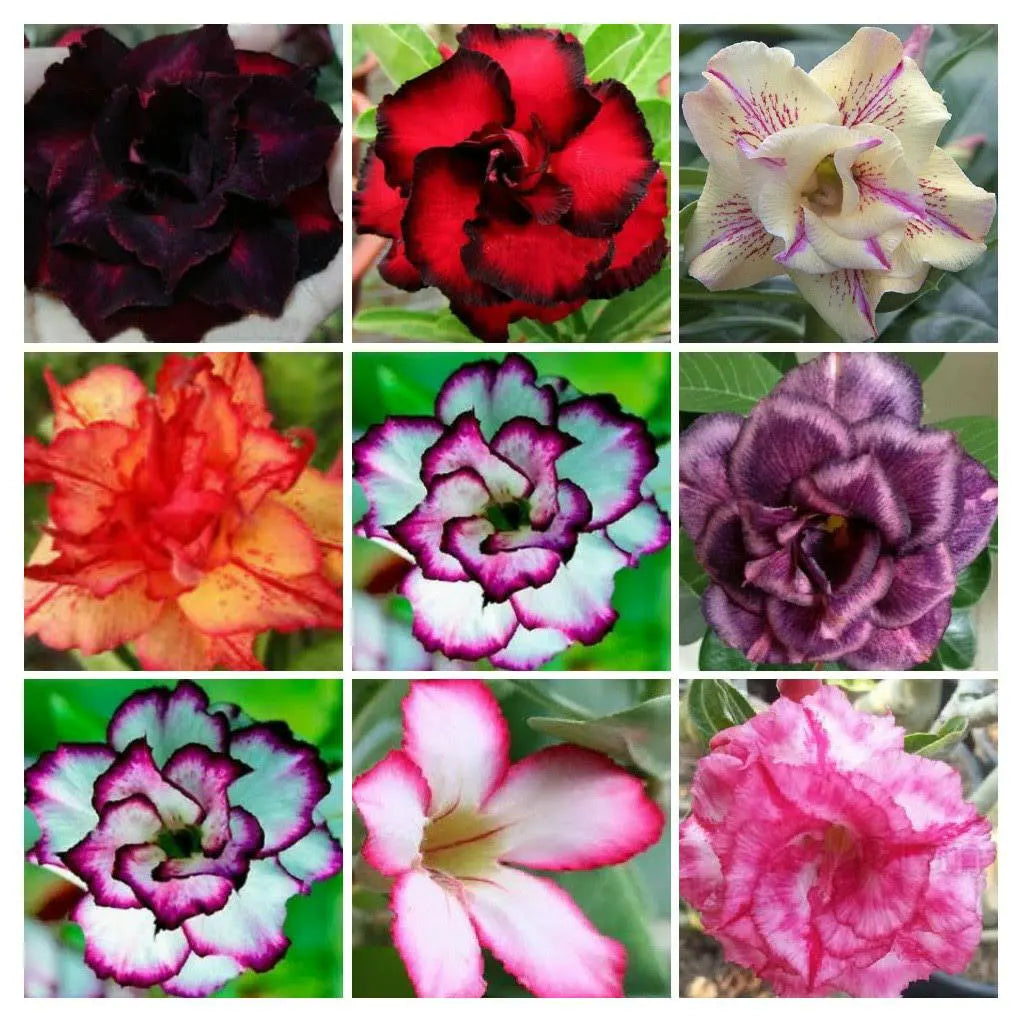 Mixed color desert rose daisy blumen in bloom