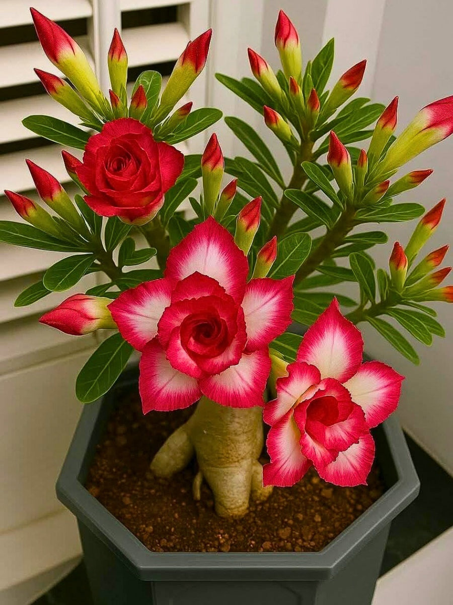 Rot Wüstenrose Obesum Blume Samen zur Aussaat – leuchtend Desert Rose Samen für Ihren Garten