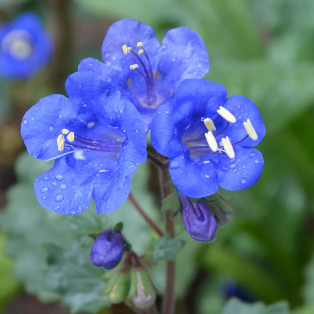 Phacelia Campanularia Blumensamen zur Aussaat sonnenliebend Traditionssorte & ohne Gentechnik Samen Hausgarten