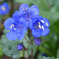 Phacelia Campanularia Blumensamen zur Aussaat sonnenliebend Traditionssorte & ohne Gentechnik Samen Hausgarten