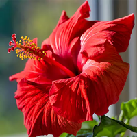 Rot Hibiskus Blumensamen zur Aussaat Landhaus Garten wichtig Traditionssorte & ohne Gentechnik Samen Hausgarten