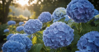 Sea Blau Geranie Pelargonium Blumensamen zur Aussaat pflegeleicht Traditionssorte & ohne Gentechnik Samen Hausgarten
