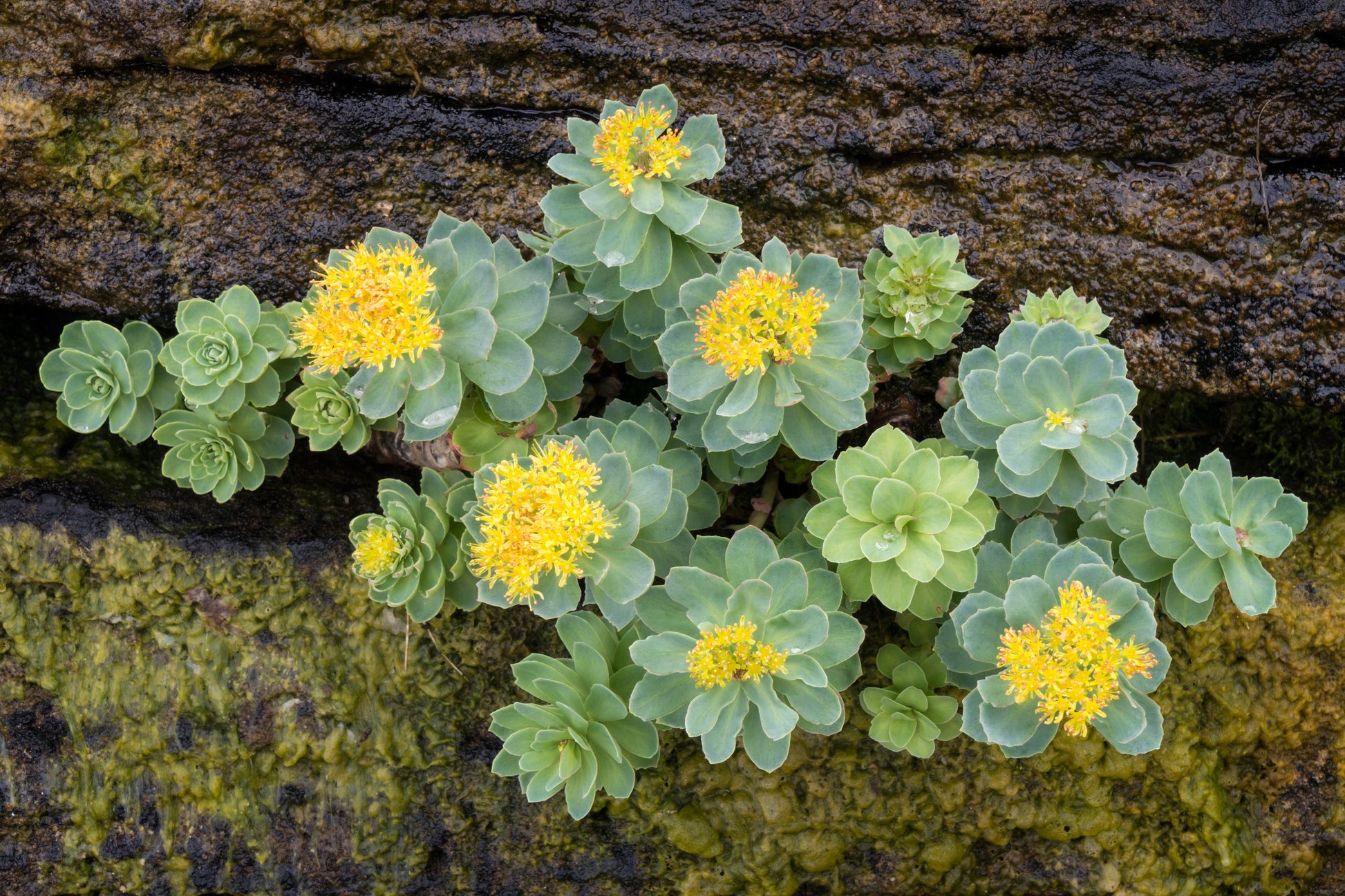 Rhodiola Rosea Blumensamen zur Aussaat Anzucht Traditionssorte & ohne Gentechnik Samen Hausgarten