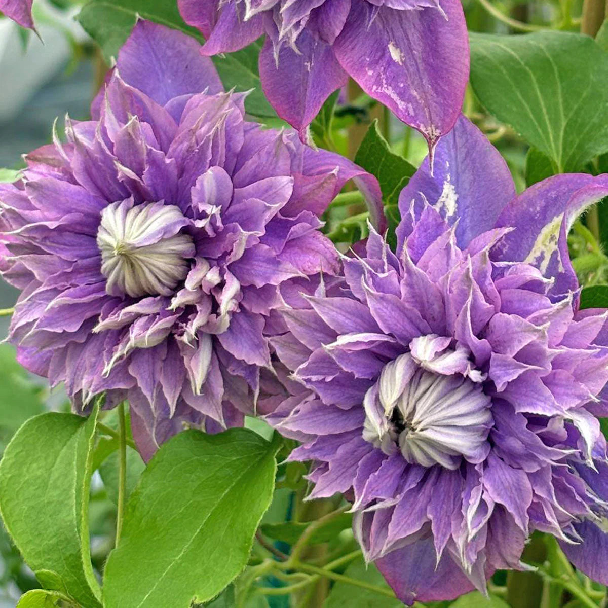 Violett Rot Waldrebe Blumensamen zur Aussaat leuchtend Blüten Traditionssorte & ohne Gentechnik Samen Hausgarten