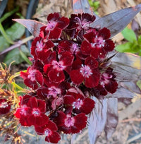 Maroon dianthus flowering samen for gardens