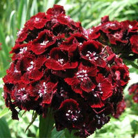 Non gmo maroon dianthus samen
