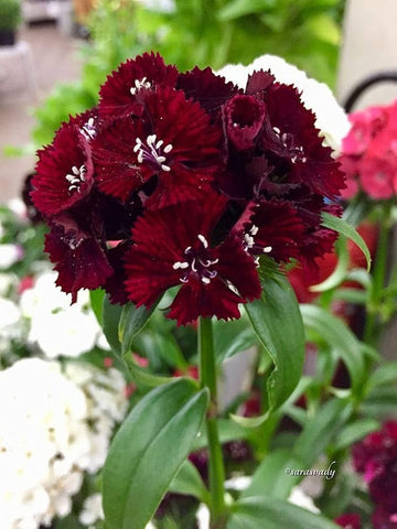 Maroon dianthus samen for anpflanzung
