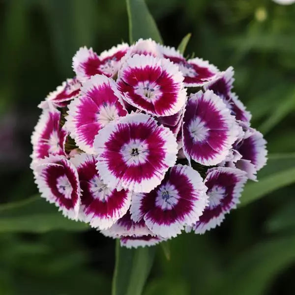 Weiß Rosa Nelke Barbatus Blumensamen zur Aussaat saisonal Dauerblüher Traditionssorte & ohne Gentechnik Samen Hausgarten