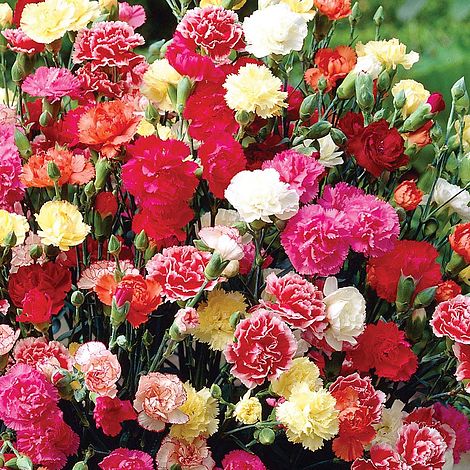 Gemischt Nelke Caryophyllus Blumensamen zur Aussaat lang Blüte Saison Traditionssorte & ohne Gentechnik Samen Hausgarten