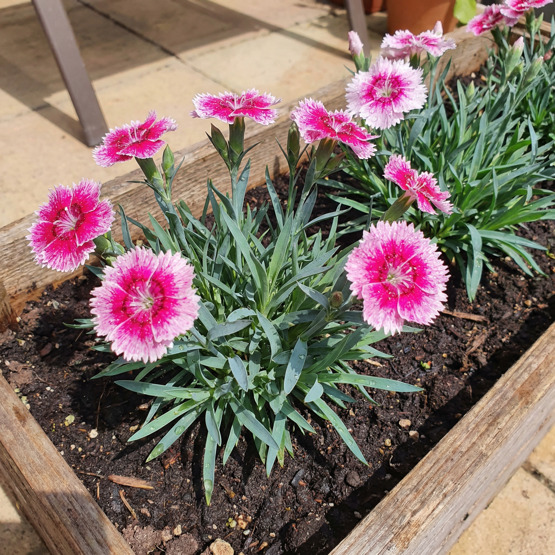 Dianthus Samen Nelkenpflanze