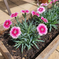 Dianthus Samen Nelkenpflanze