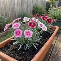 Dianthus Samen Nelkenpflanze