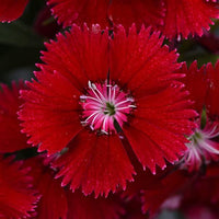 Bordeaux Nelke Blumensamen zur Aussaat – Schnitt Blume beliebt – Traditionssorte & ohne Gentechnik Samen Hausgarten