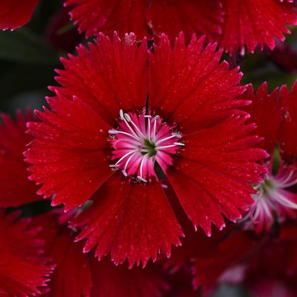 Nelke Samen Anzucht leuchtend Blumen Garten