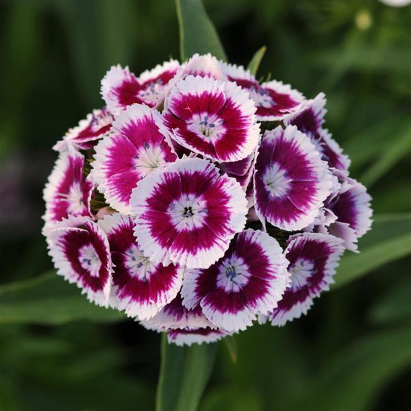 Bicolor Blumensamen zur Aussaat – Drought verträglich – Traditionssorte & ohne Gentechnik Samen Hausgarten