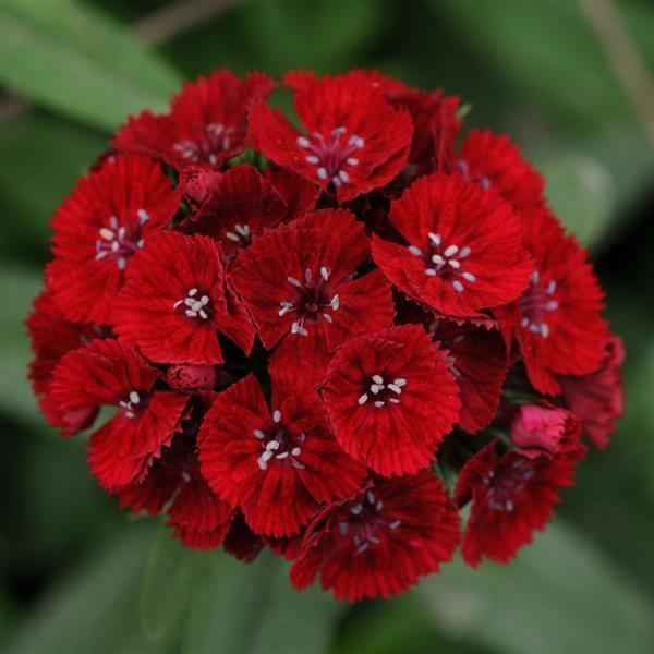 Kastanienrot William Nelke Samen zur Aussaat – leuchtend einjährige Blume Samen