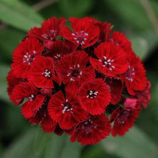 Kastanienrot William Nelke Blumensamen zur Aussaat – hochwertige Qualitäts- – Traditionssorte & ohne Gentechnik Samen Hausgarten
