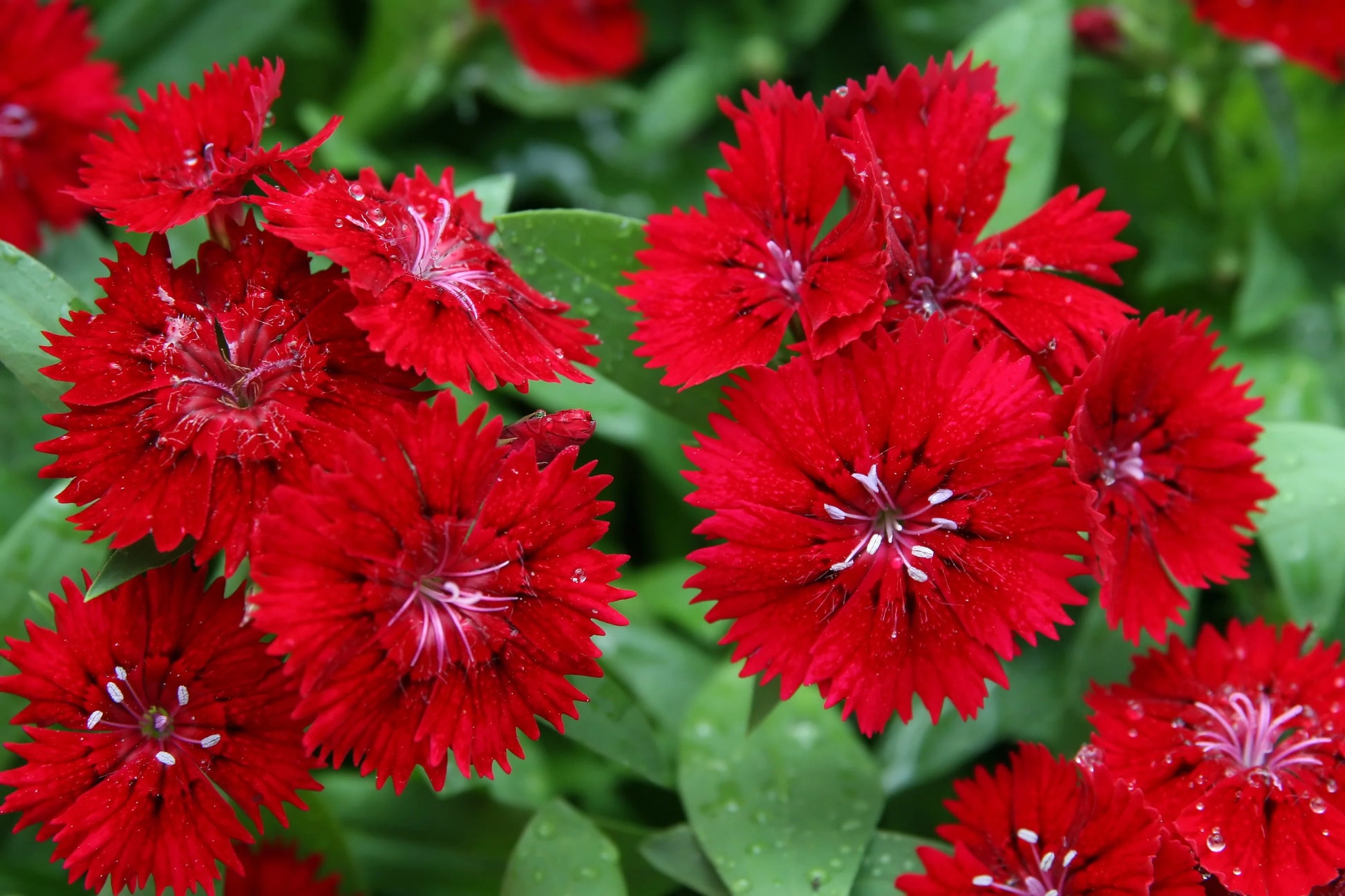 Bordeaux Nelke Blumensamen zur Aussaat – Schnitt Blume beliebt – Traditionssorte & ohne Gentechnik Samen Hausgarten