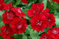 Bordeaux Nelke Blumensamen zur Aussaat – Schnitt Blume beliebt – Traditionssorte & ohne Gentechnik Samen Hausgarten