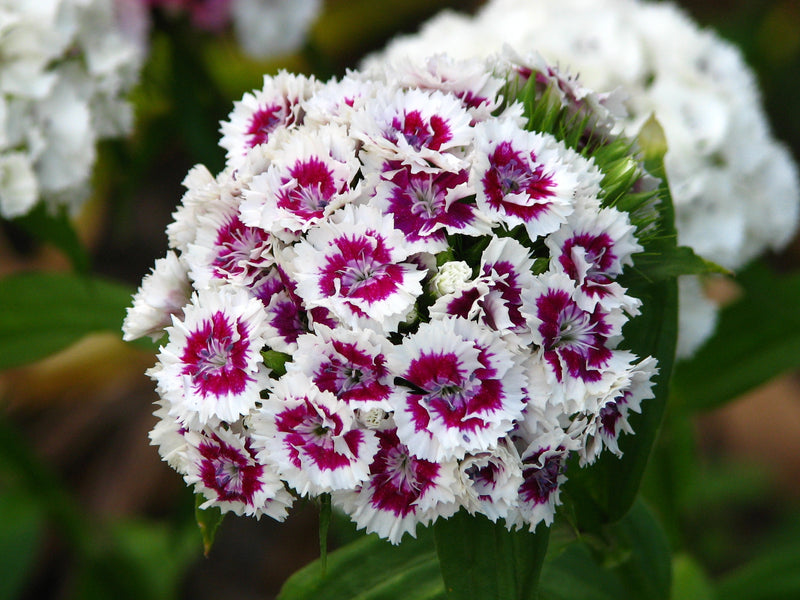 Gemischt Wee Willie Nelke Blumensamen zur Aussaat – farbenfroh Schau – Traditionssorte & ohne Gentechnik Samen Hausgarten
