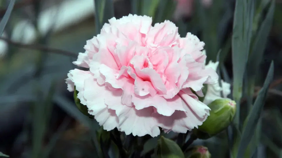 Carnations Rosa Blume Samen zur Aussaat a farbenfroh Garten