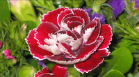 Weiß Rot Carnations Blumensamen zur Aussaat – Bestäuber freundlich – Traditionssorte & ohne Gentechnik Samen Hausgarten