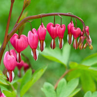 Bleeding Heart Blumensamen zur Aussaat robust Sorte Traditionssorte & ohne Gentechnik Samen Hausgarten