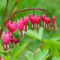 Rot Bleeding Heart Blumensamen zur Aussaat – sonnenliebend – Traditionssorte & ohne Gentechnik Samen Hausgarten