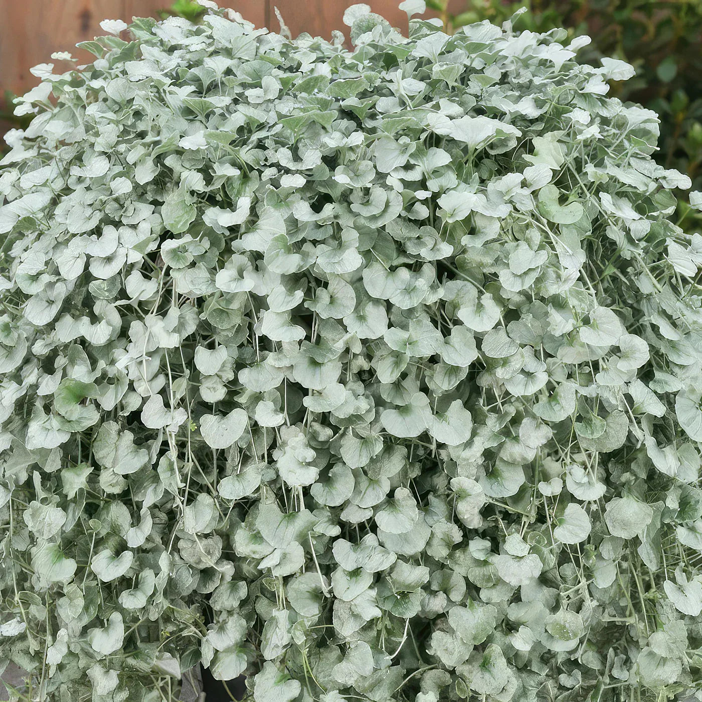 Dichondra silver falls in hanging basket