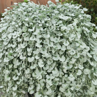Dichondra silver falls in hanging basket